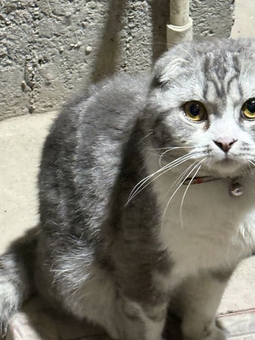 9 oyli aqilliy mushuk