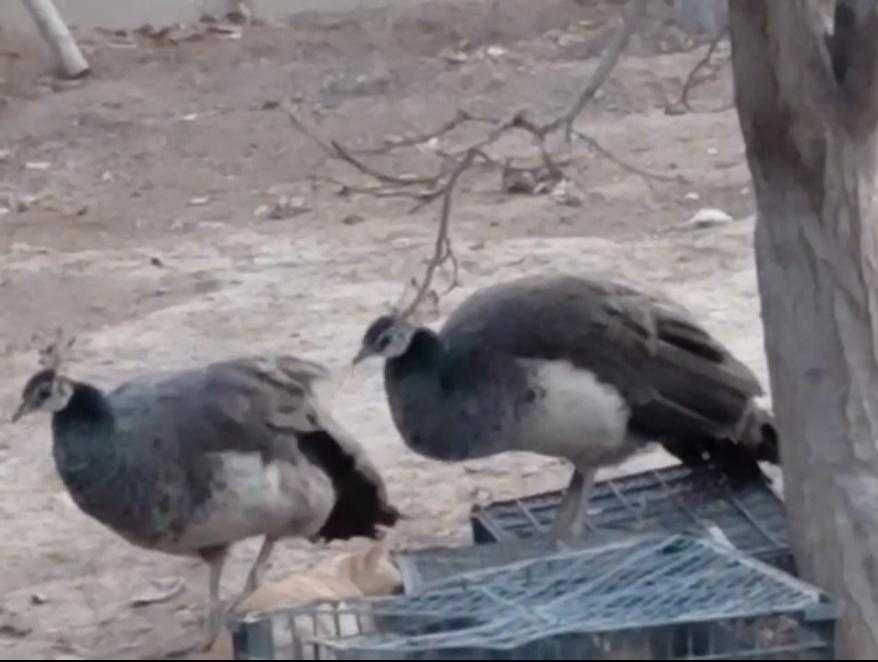 Продам 3 павлинов