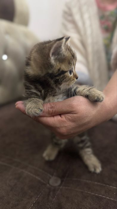 Котята ищут добрых хозяев