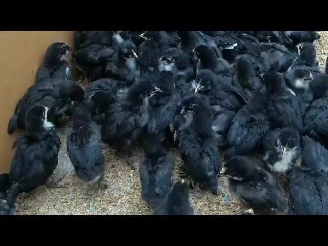 Андижон Кора товук жужалари ва тухумлари сотилади