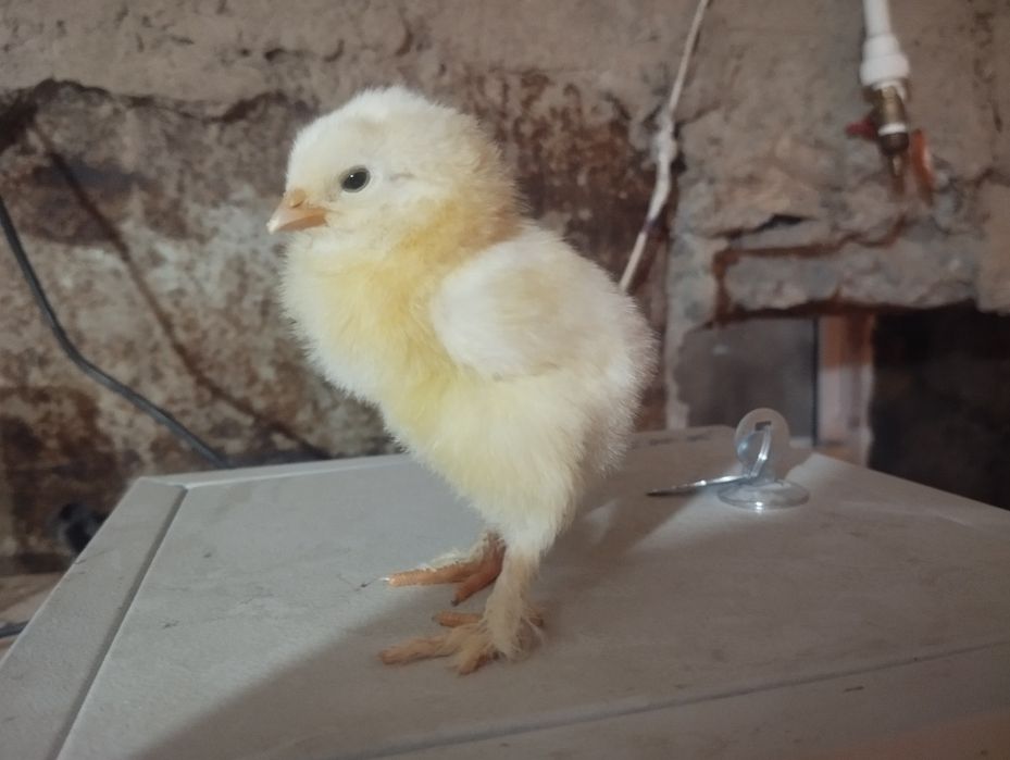 Bramma joʻjalar sotiladi