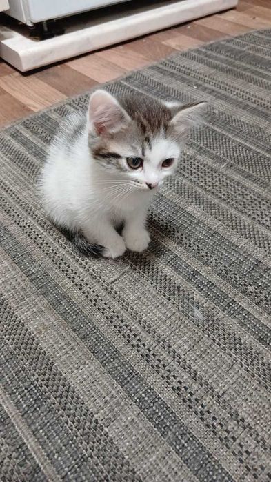 Кошки и домашние котята!