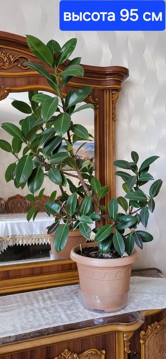 Продам комнатные цветы