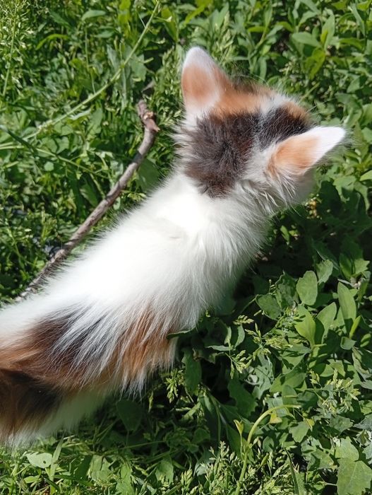 Бесплатно котята