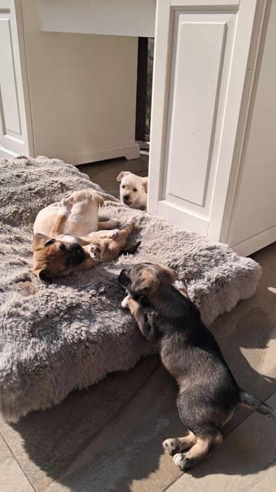 Donez pui de cățel talie mica