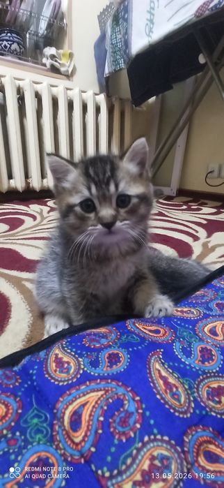 Котята 1.5 месяца. Приучены к лотку