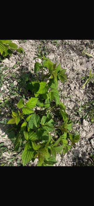 Ростки малины на продажу