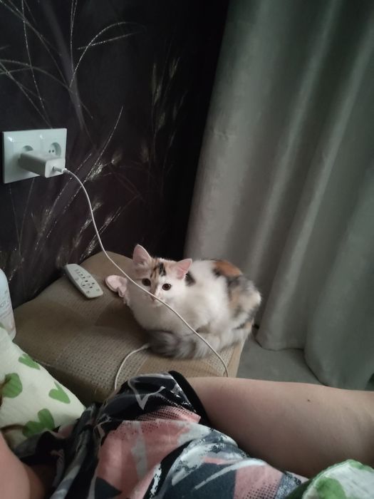Отдам в добрые руки!
