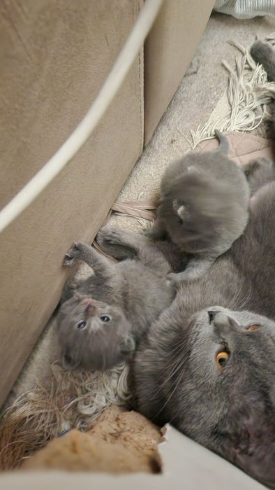 Готовиться к продаже котята