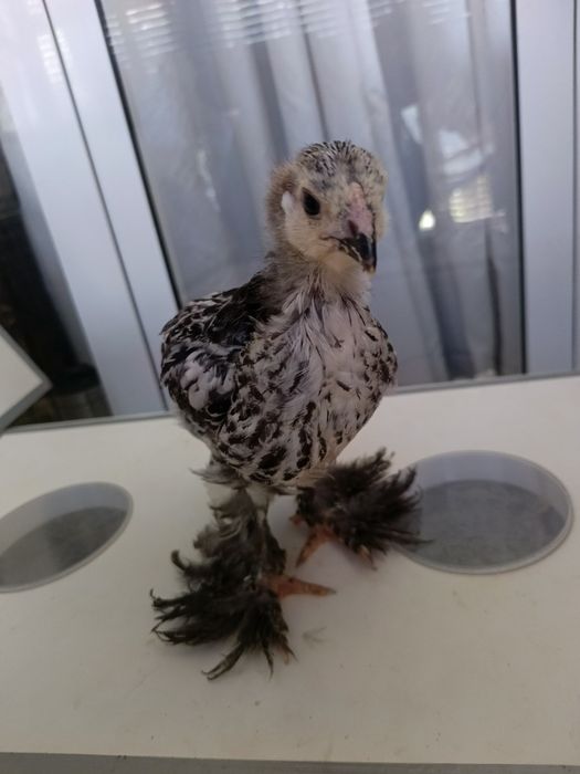 Тоза зотли брама  жужалар!