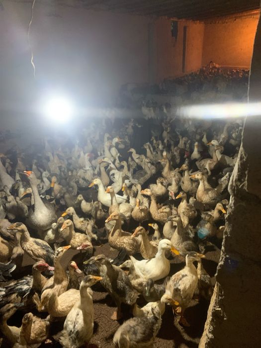 Optom ordaklar sotiladi