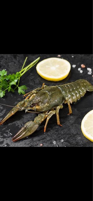 Живые и вареные раки