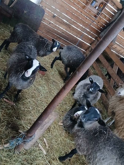 De vanzare mielute Romanov