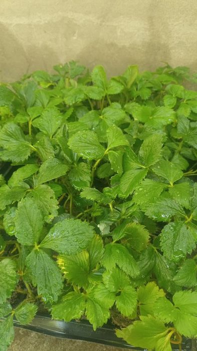 кулпиной клубника