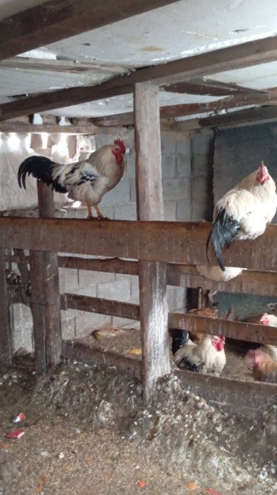 Петухи әтештер сатылады