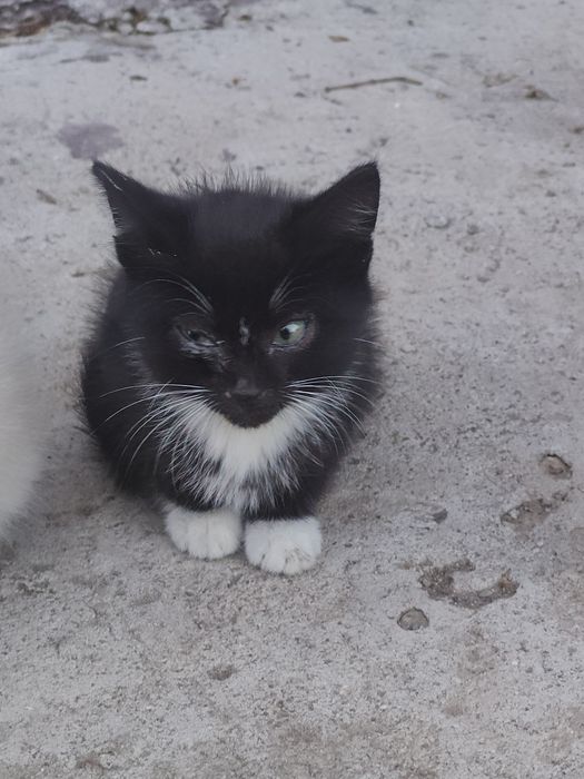 Котёнок, кошка, кошки
