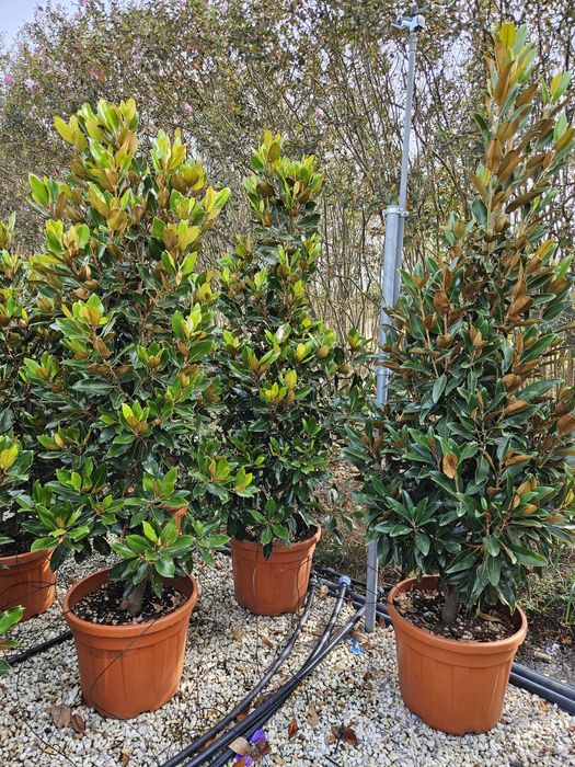 Magnolia grandiflora tufa și copac