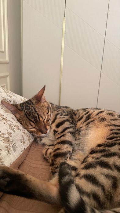 Бенгальская кошка