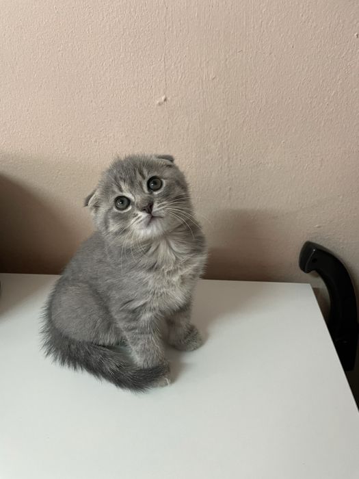 Элитные шотландские котята