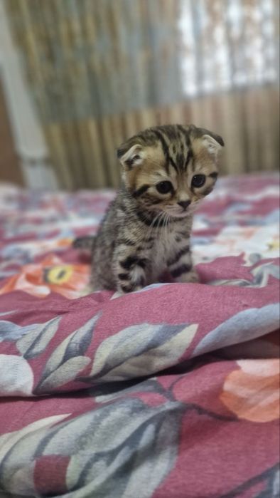 Продаются котята британские веслаухие