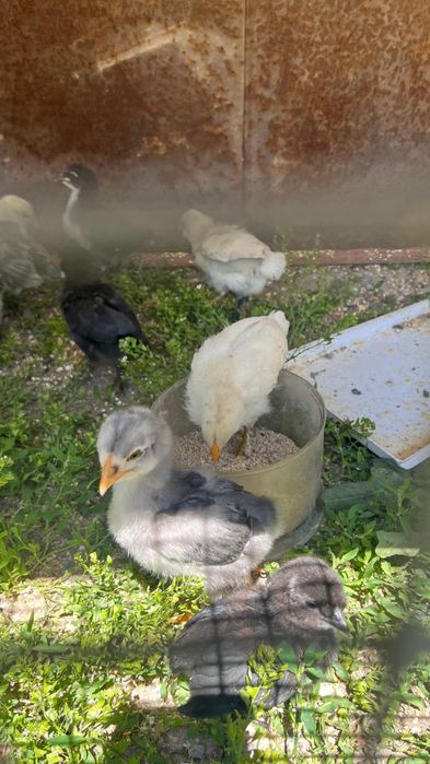 Продаются Домашние цыплята