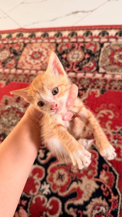 Отдам даром котят