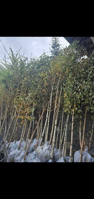 Arțar, Platan, Carpen | Arbori la Balot | Vedere Live Video