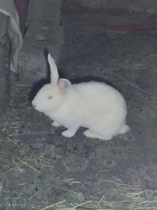 Кролик обмен либо продам