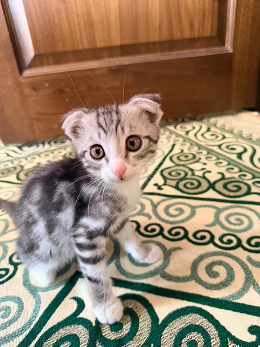 Шатланский кошка