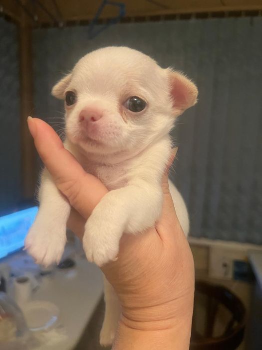 Щенок чихуахуа, бронь