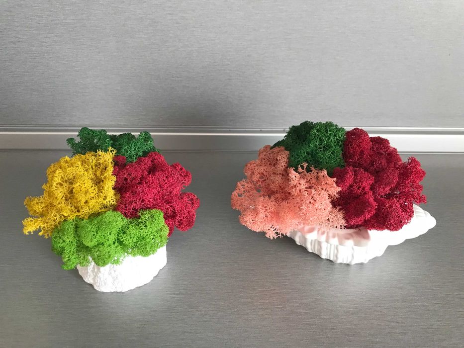 КАШПА "РАПАН" със скандинавски мъх