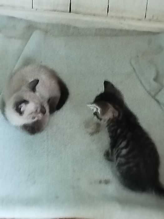 Отдадим котят в хорошие руки