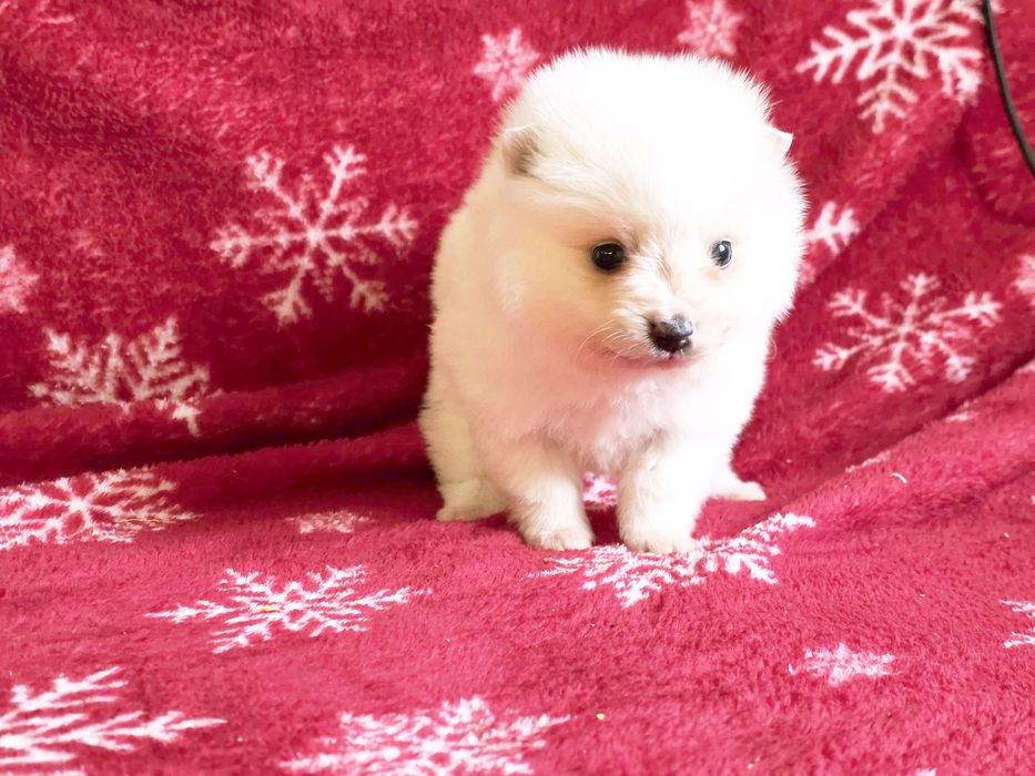 Pomeranian Mini Toy fetiță