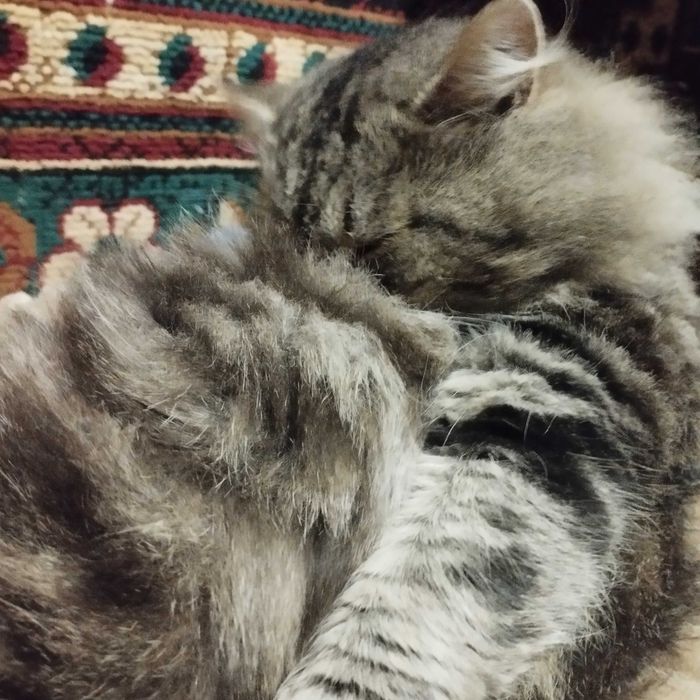 Потерялся кот!!!