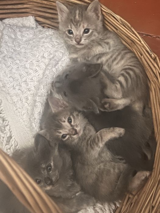Отдам даром котят