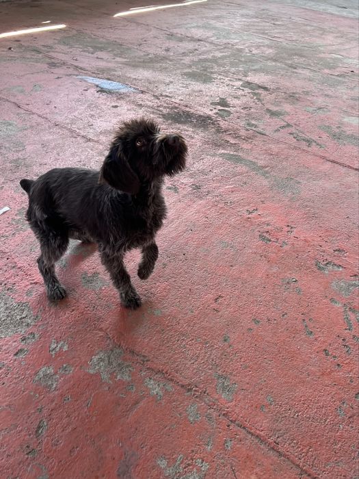 Дратххар 6 месяцев