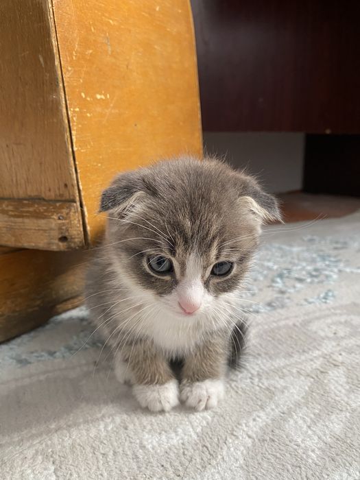 Шотландский кошка