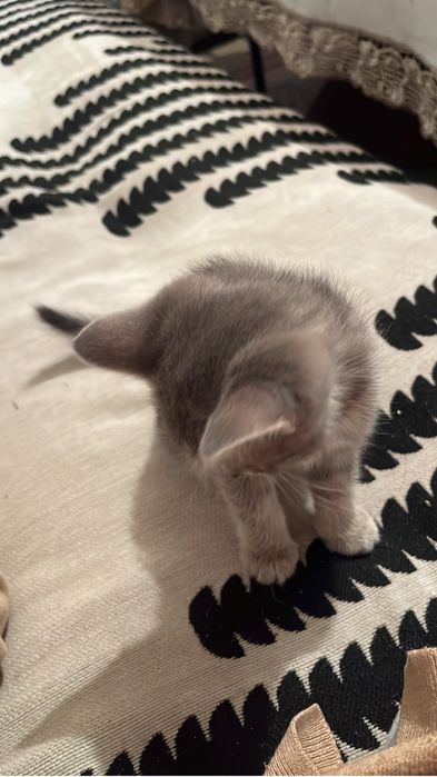 котенок девочка.