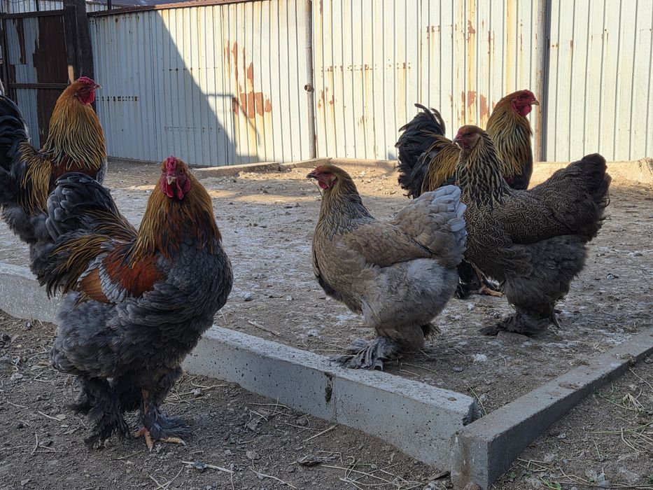 Инкубационные яйца