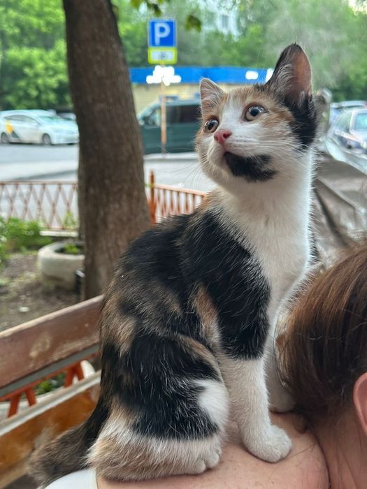 Котенок бесплатно