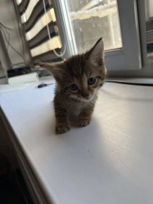 Отдам котят майкудук