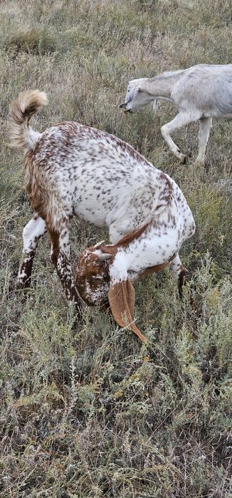 Козел чисто породный