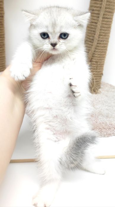 Британские котята серебро шиншиллы