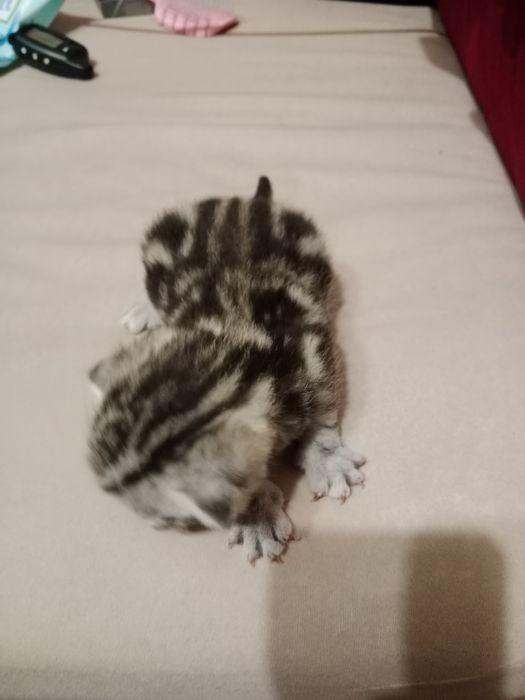 Котята шотландские