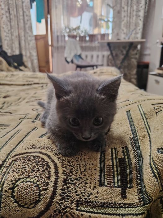 Отдам котёнка бесплатно