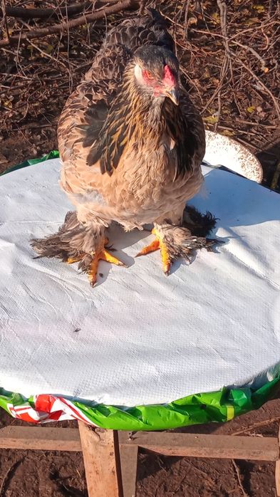 Vănd ouă  si păsări de diferite rase si speci