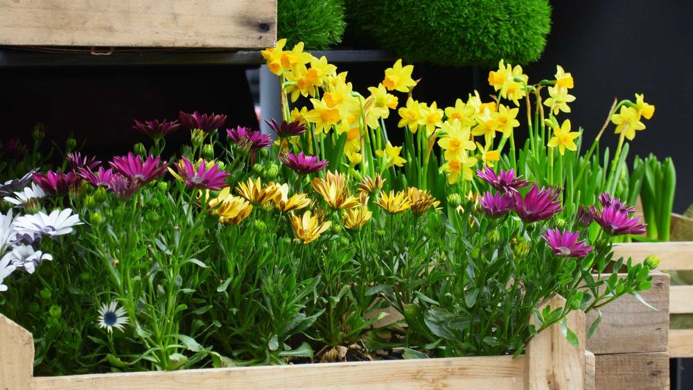 20MP, 4K/30fps YI M1 Mirrorless Camera, 12-40mm f/3.5-5.6 М4/3 обектив