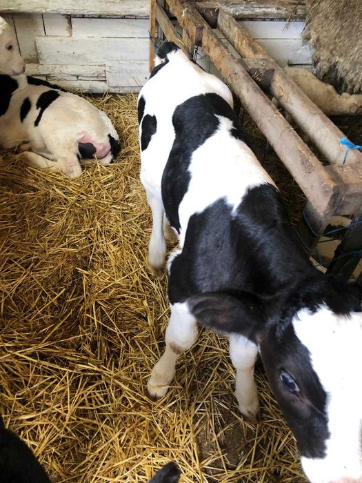 Tăuraș pe negru de o săptămână