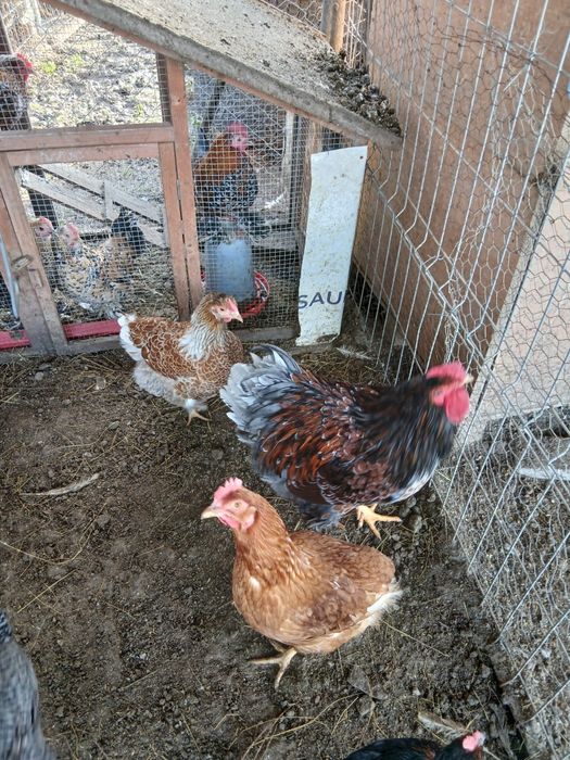 Gaini wiandote pereche /schimb