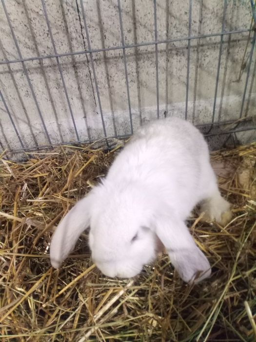 Vând iepuri berbec german 2 luni.